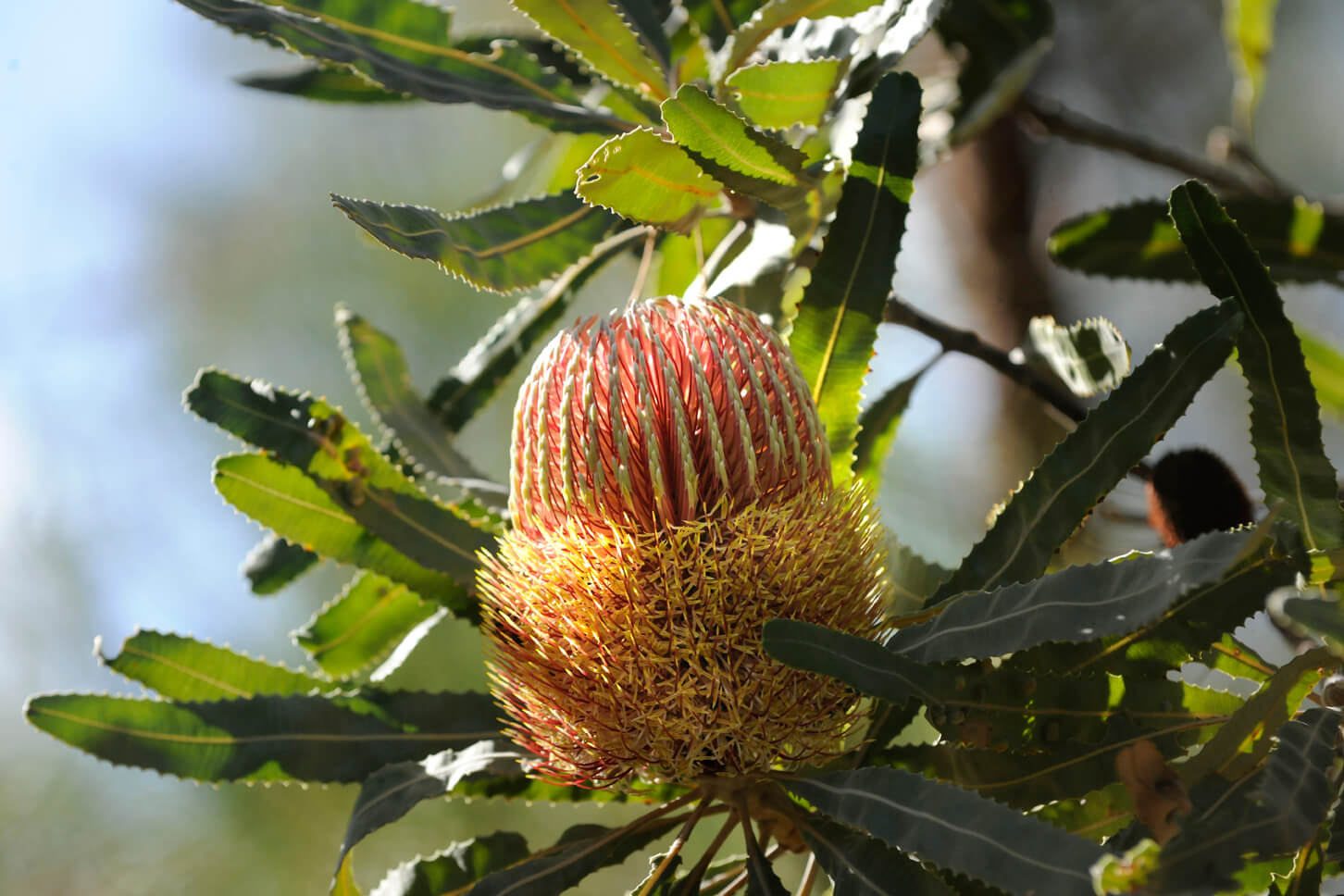 Protea Flower