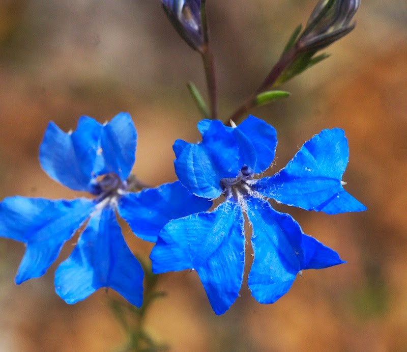 Blue Leschenaultia