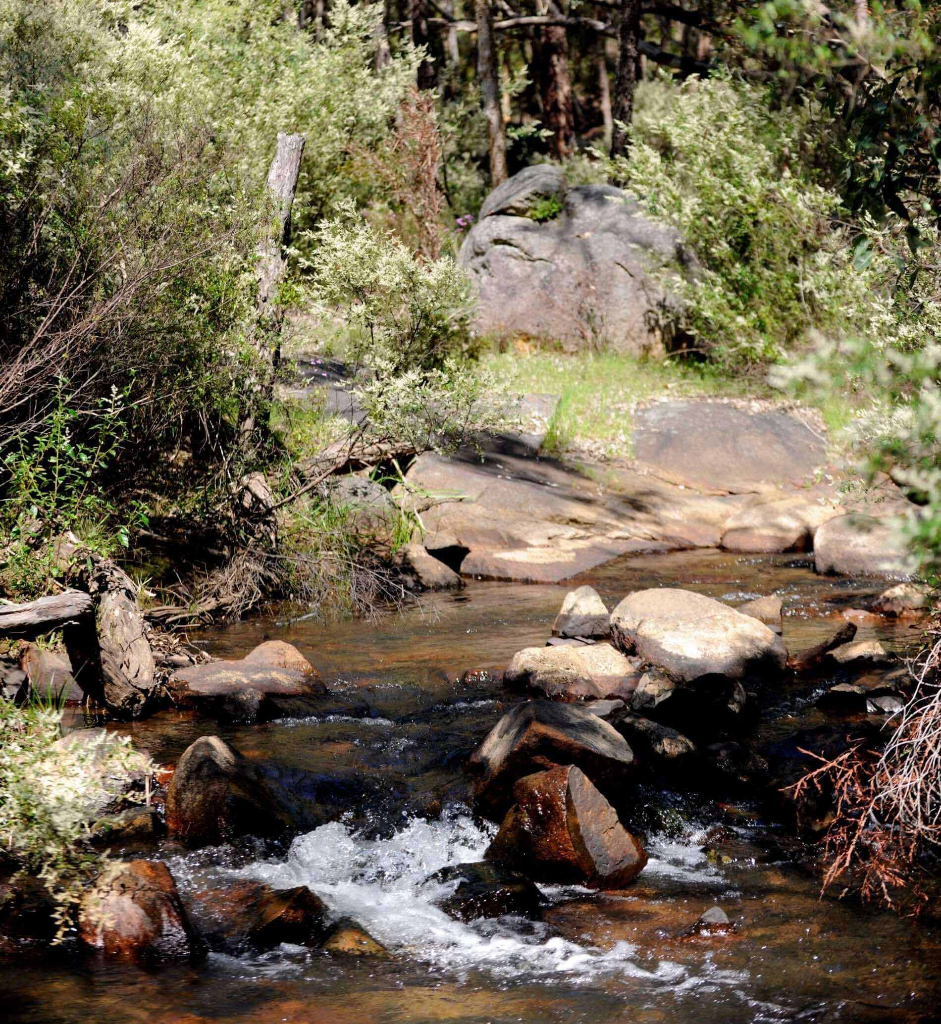 Bush with water stream