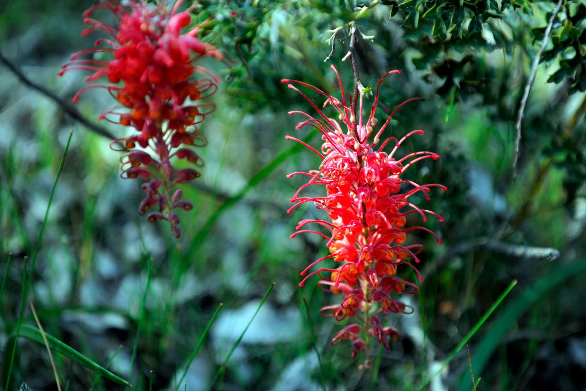 Flora - Wildflowers Red Flowers - green background