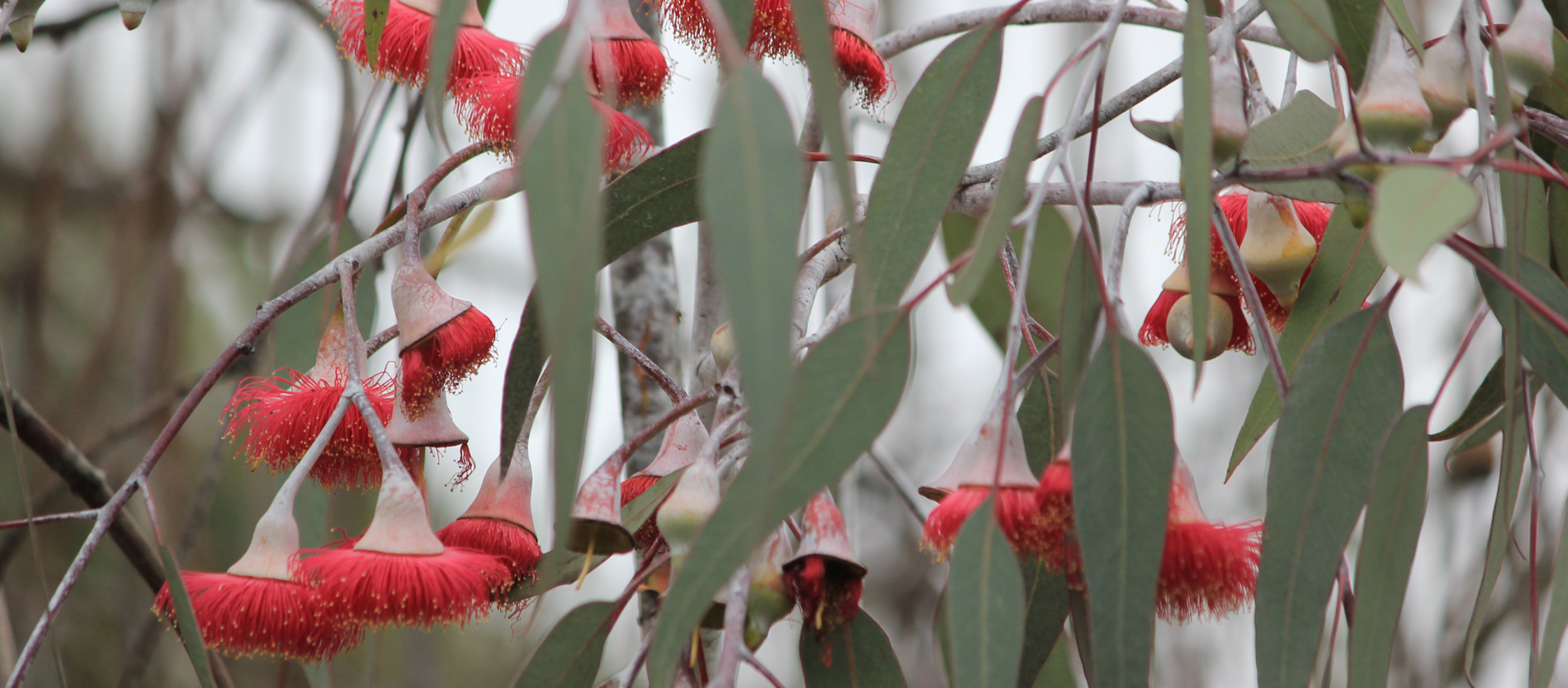 close up of flowers and leaves