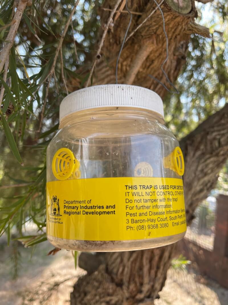 A close up photo of a European Wasp Adopt-a-Trap located in Kalamunda