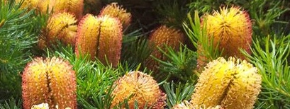 Flowering Dwarf banksia plant