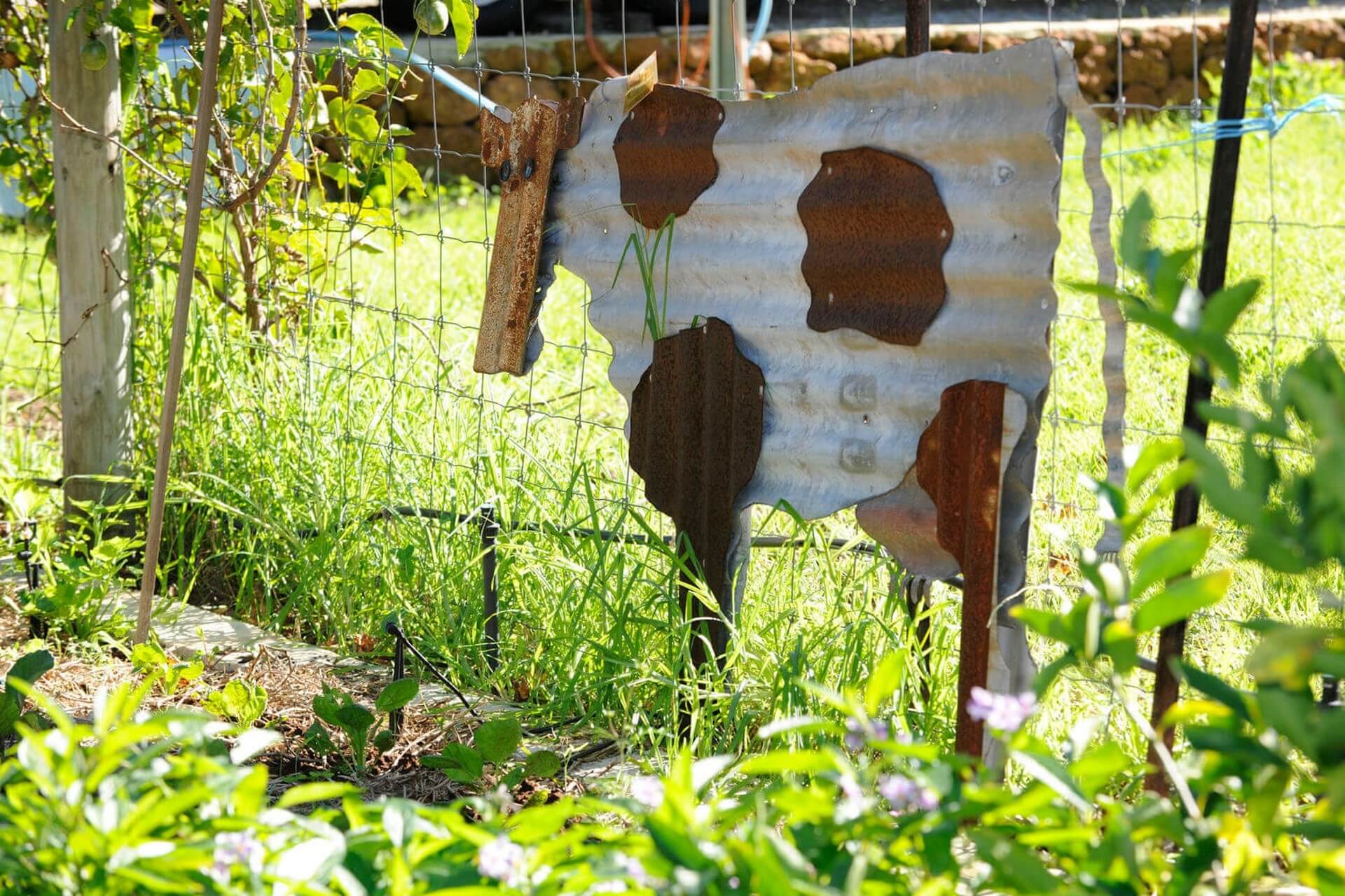 Community Garden - Kalamunda's garden - view of cow sculpture on fence