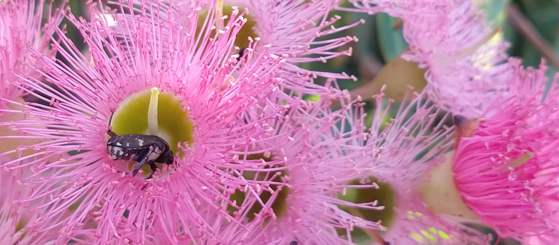 A beetle drinking nectar from a blossoming Marri flower