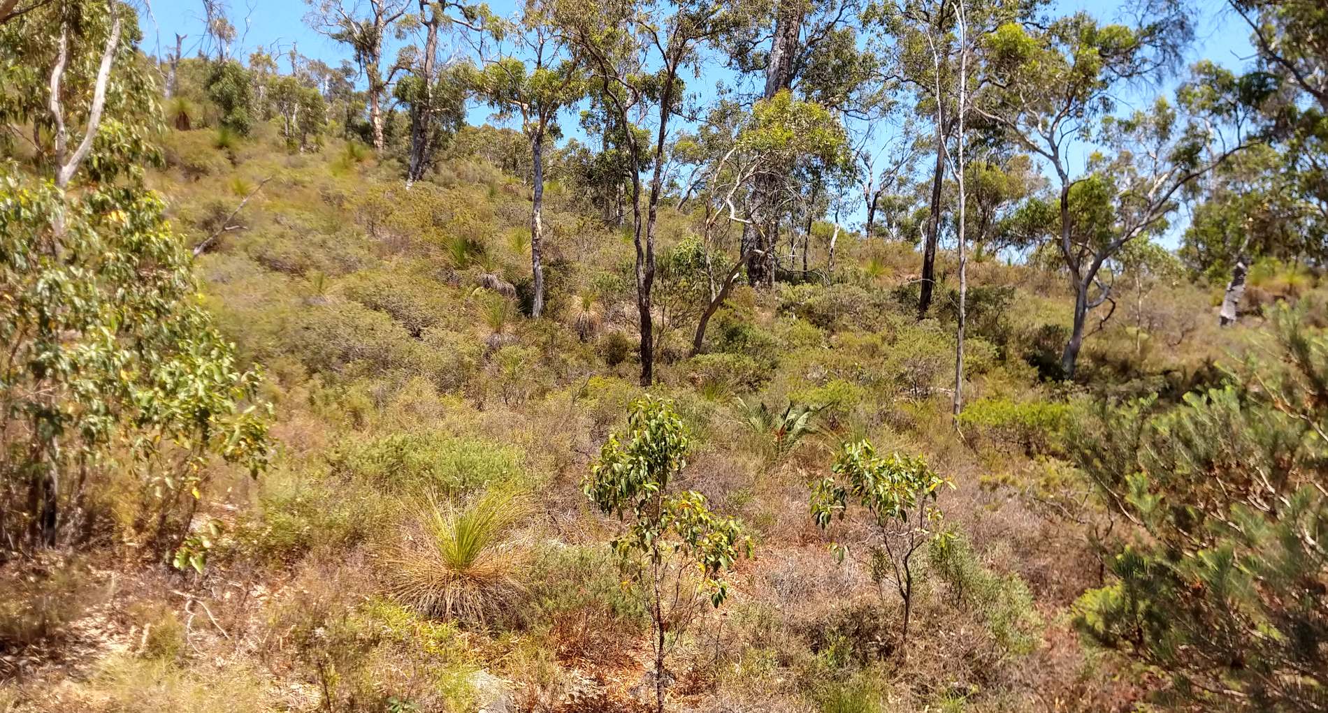 A sloping hillside in the Darling range with open forest over dense shrubland located in Gooseberry Hill