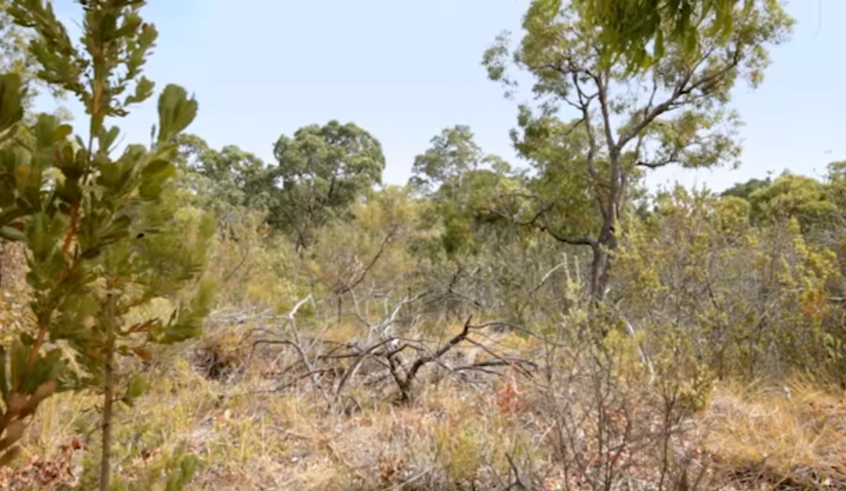 Dieback in a local reserve