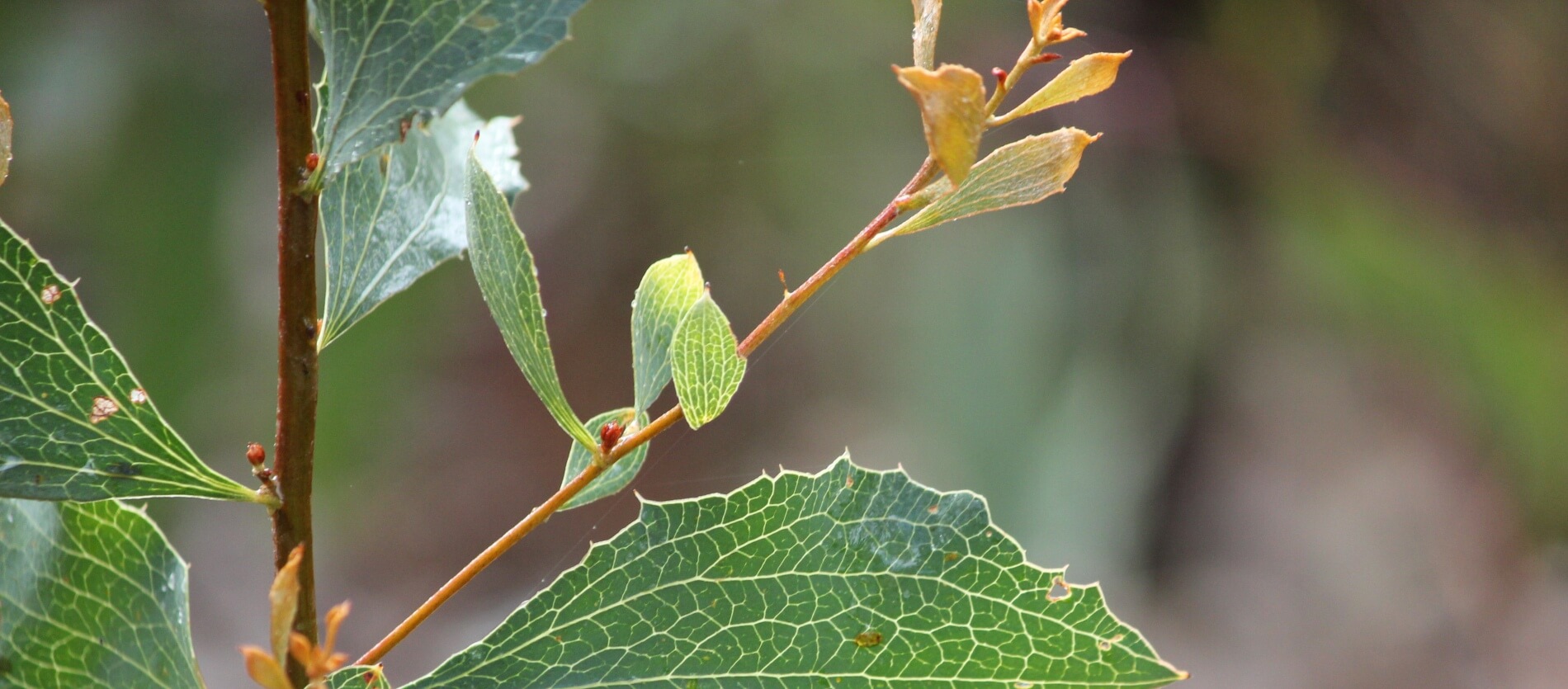 Hakea Undulata Leaves