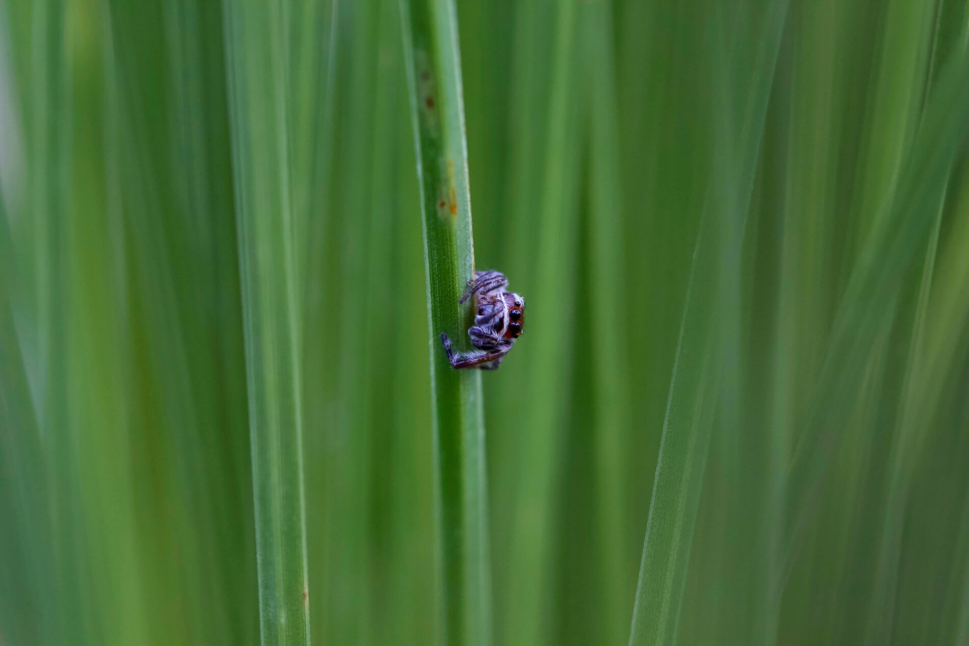A small jumping spider on a green stem photographed by Holly Martin in 2020