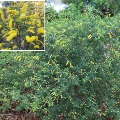 Acacia Drummondii (Drummonds Wattle)