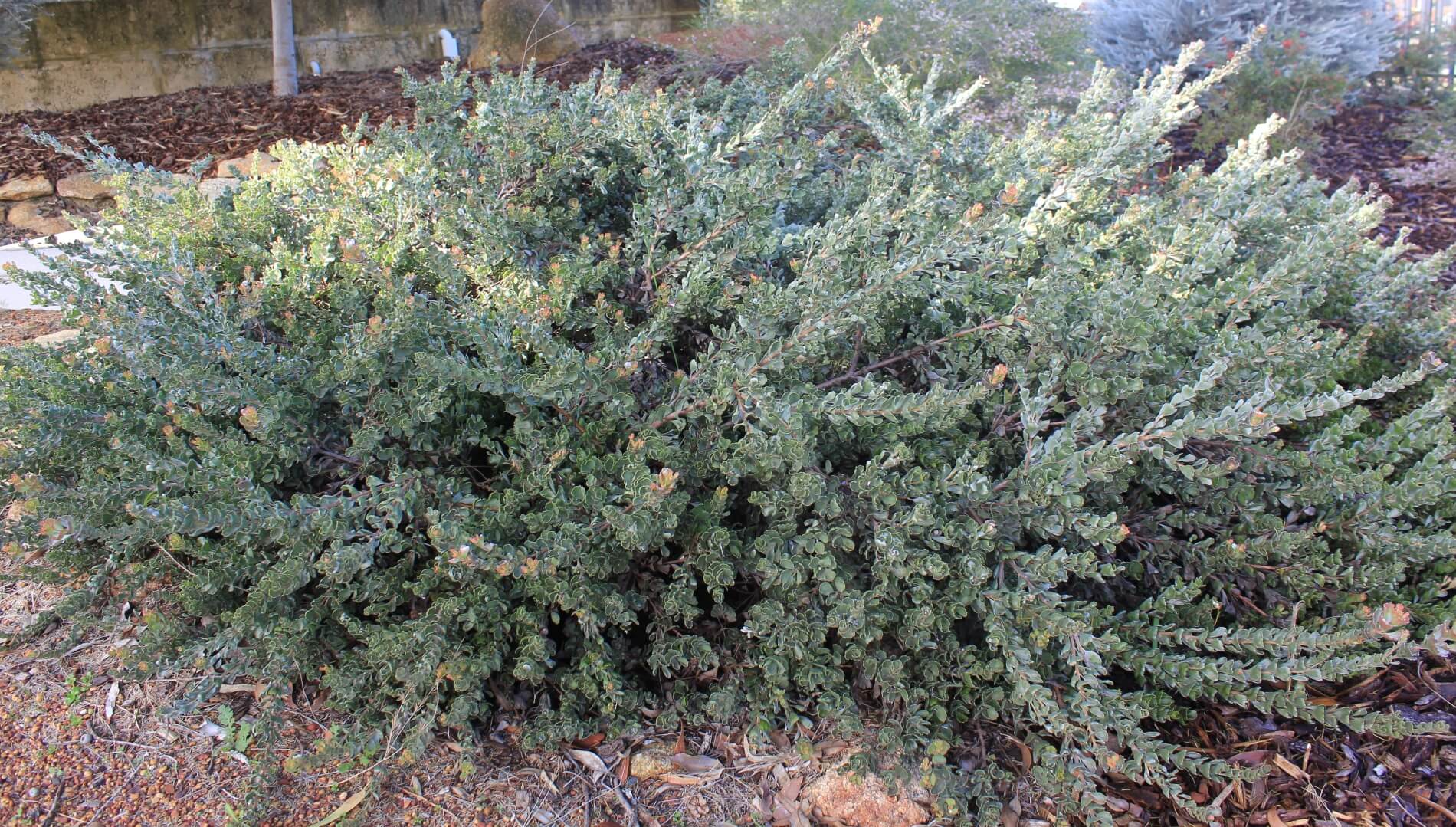 Plant known as Adenanthos Cuneatus - photo taken the Operation Centre located in Walliston