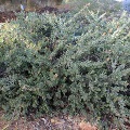 Plant known as Adenanthos Cuneatus - photo taken the Operation Centre located in Walliston