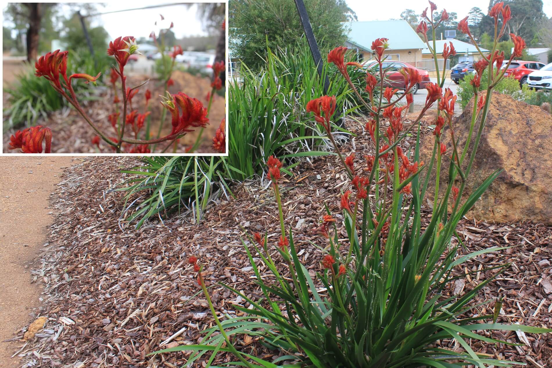 Anigozanthos x hybrid (Hybrid Kangaroo Paws)