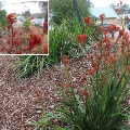 Anigozanthos x hybrid (Hybrid Kangaroo Paws)