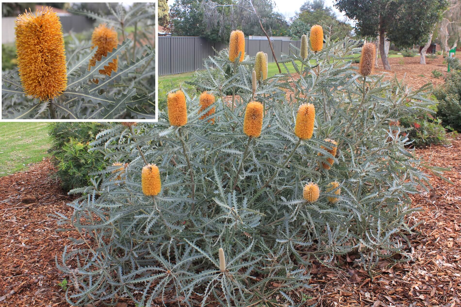 Plant known as Banksia Ashbyi ‘Dwarf’