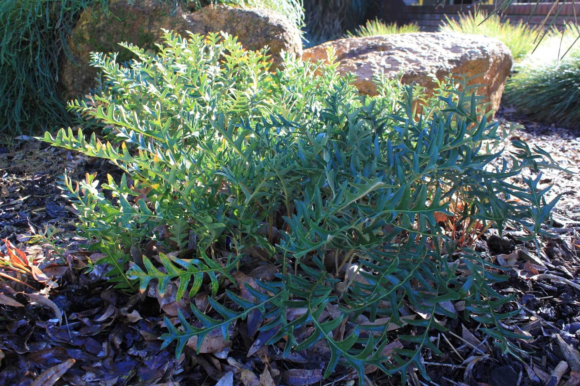 Banksia Blechnifolia (Creeping Banksia)