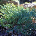 Banksia Blechnifolia (Creeping Banksia)