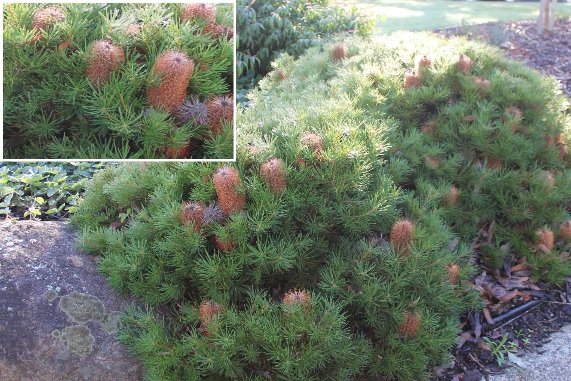 Banksia Ericifolia (Birthday Candle Banksia)