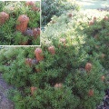 Banksia Ericifolia (Birthday Candle Banksia)