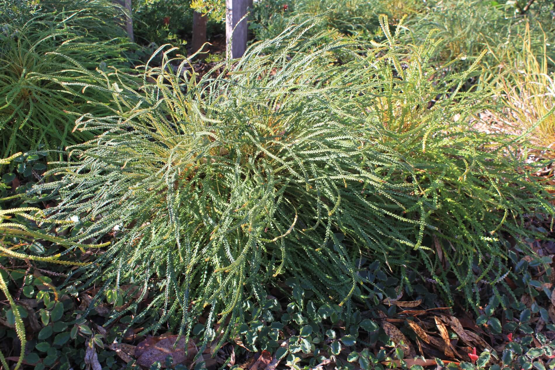 Plant known as Banksia Nivea common name is Honey Pot Dryandra