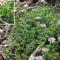 Brachyscome iberidifolia (Swan River Daisy)