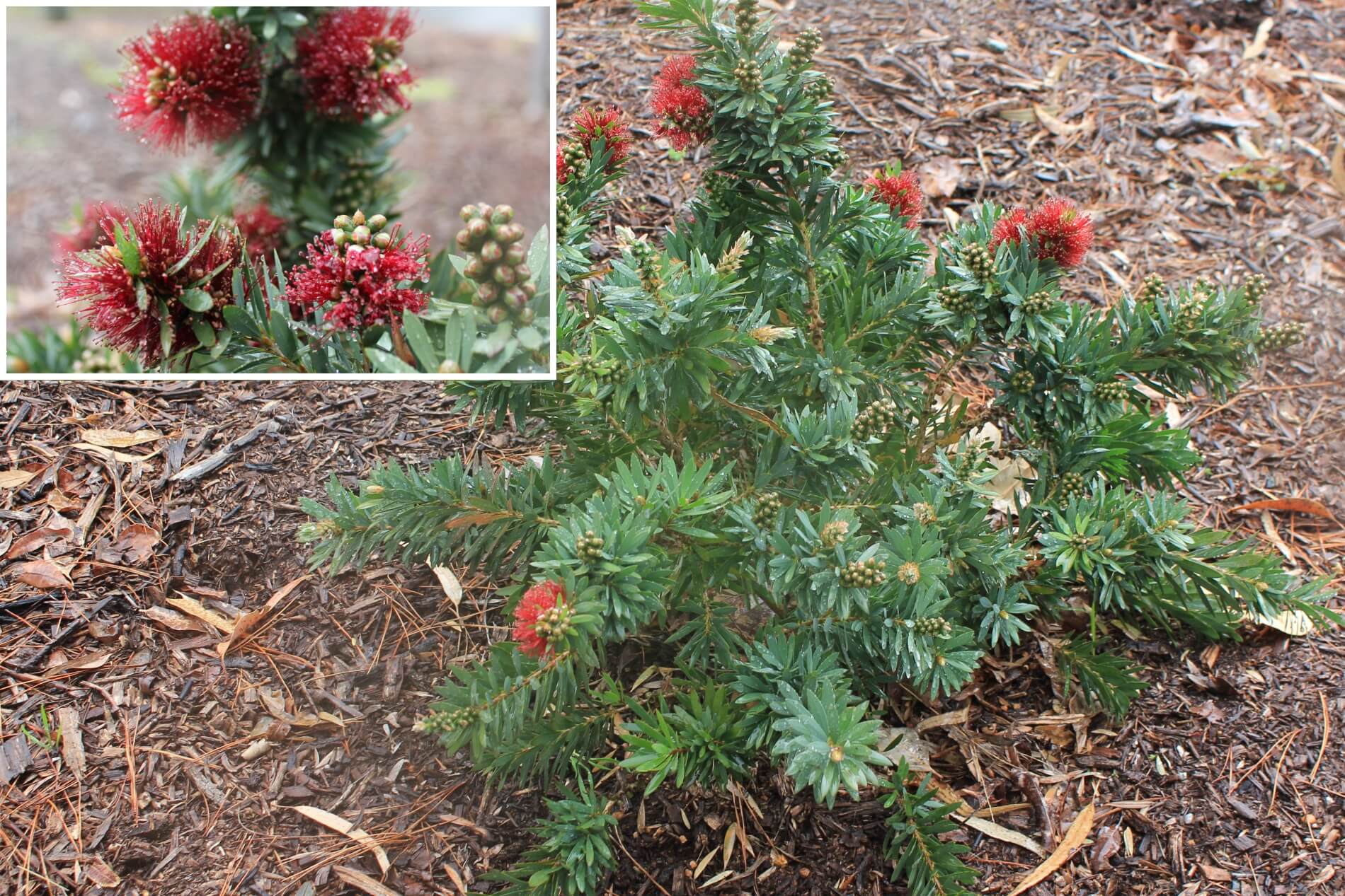 Plant known as Callistemon x hybrid (Dwarf bottlebrush Little John)