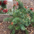 Plant known as Callistemon x hybrid (Dwarf bottlebrush Little John)