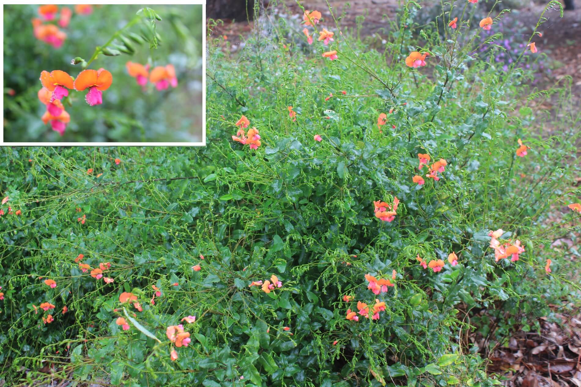 Plant known as Chorizema Cordatum common name is Heart Flame Pea  