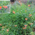 Plant known as Chorizema Cordatum common name is Heart Flame Pea  