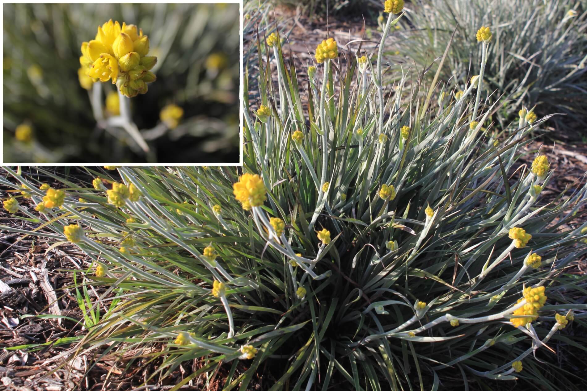 Plant known as Conostylis Candicans (Grey Cotton Heads)