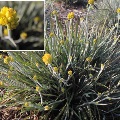 Plant known as Conostylis Candicans (Grey Cotton Heads)