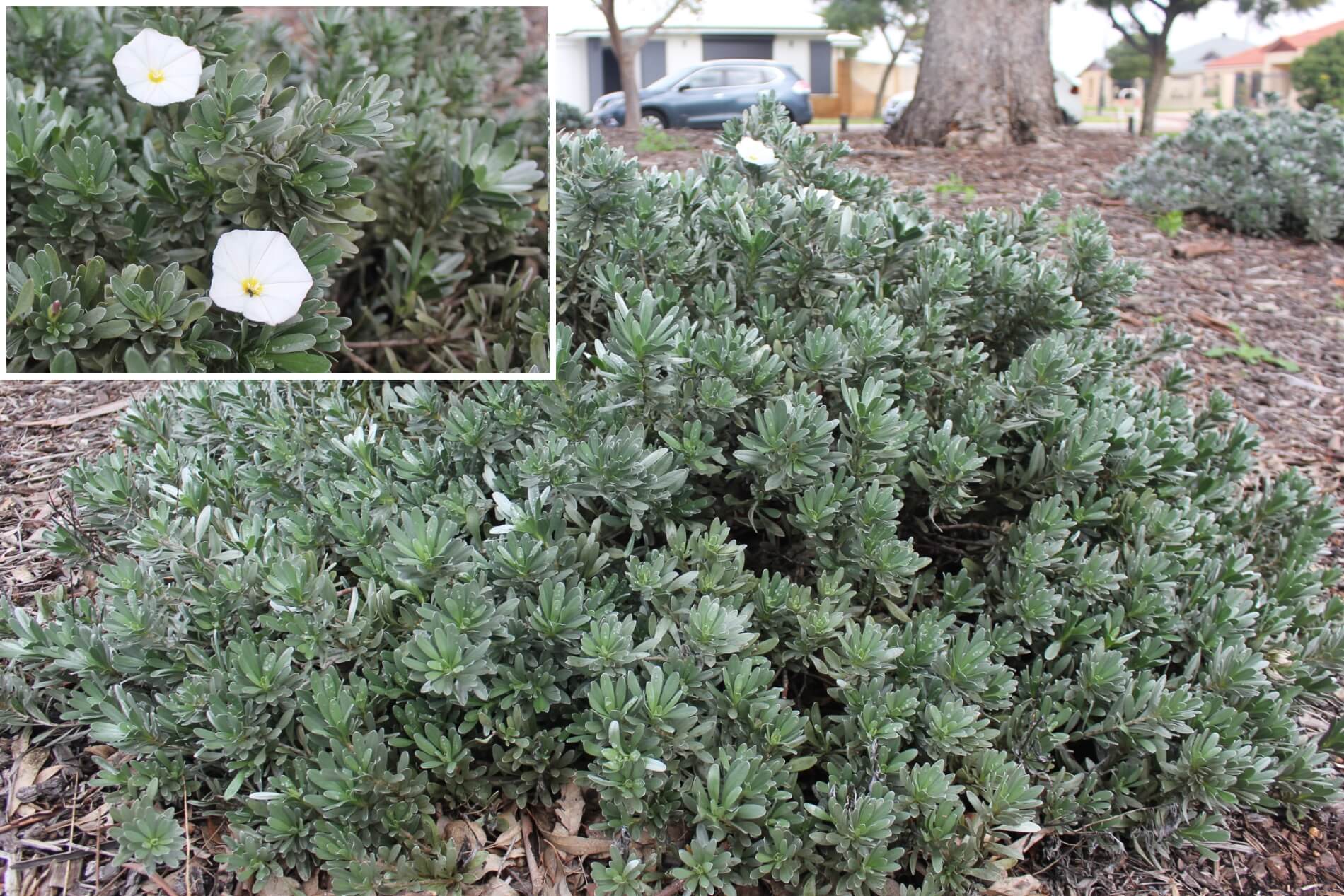 Plant known as Convolvulus Cneorum (Silver Bush)