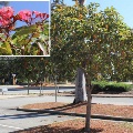 Plant known as Corymbia Ficifolia (Grafted) (Grafted Red Flowering Gum)