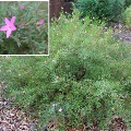 Plant known as Crowea exalata (Crowea)