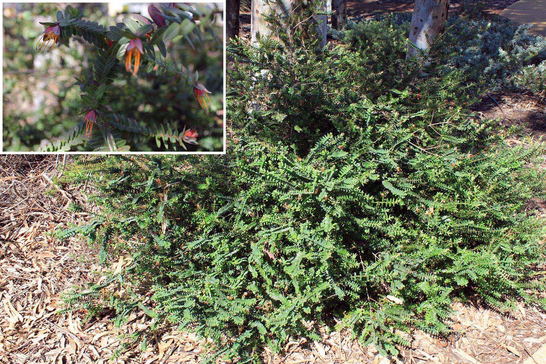 Plant known as Lemon Scented Darwinia (Darwinia Citriodora)