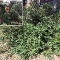 Plant known as Lemon Scented Darwinia (Darwinia Citriodora)