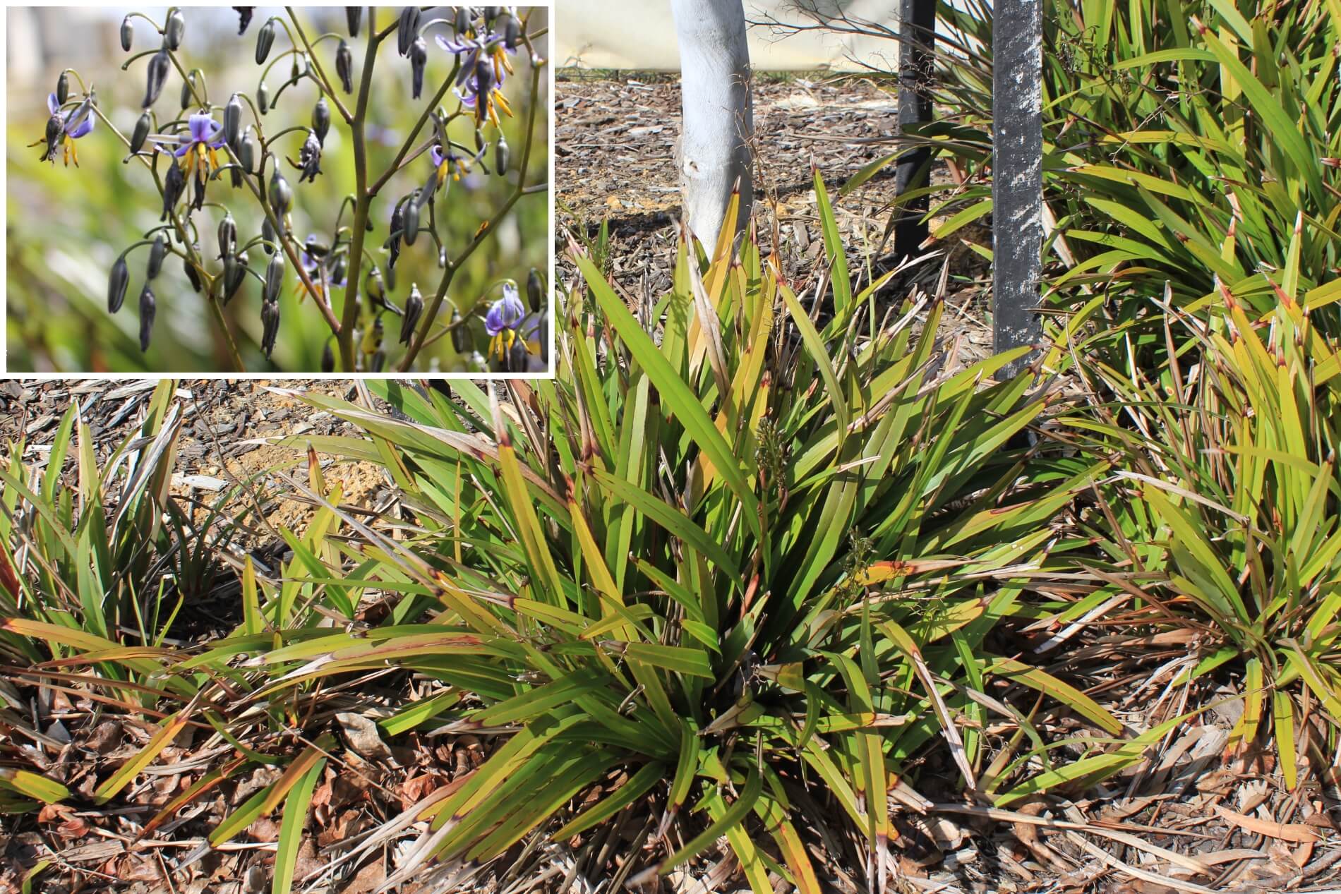 Plant knowns as Dianella Revoluta (Blue Flax Lily)