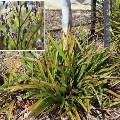 Plant knowns as Dianella Revoluta (Blue Flax Lily)