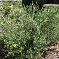 Plant known as Eremophila Maculata (Spotted Emu Bush, Native Fuchsia)