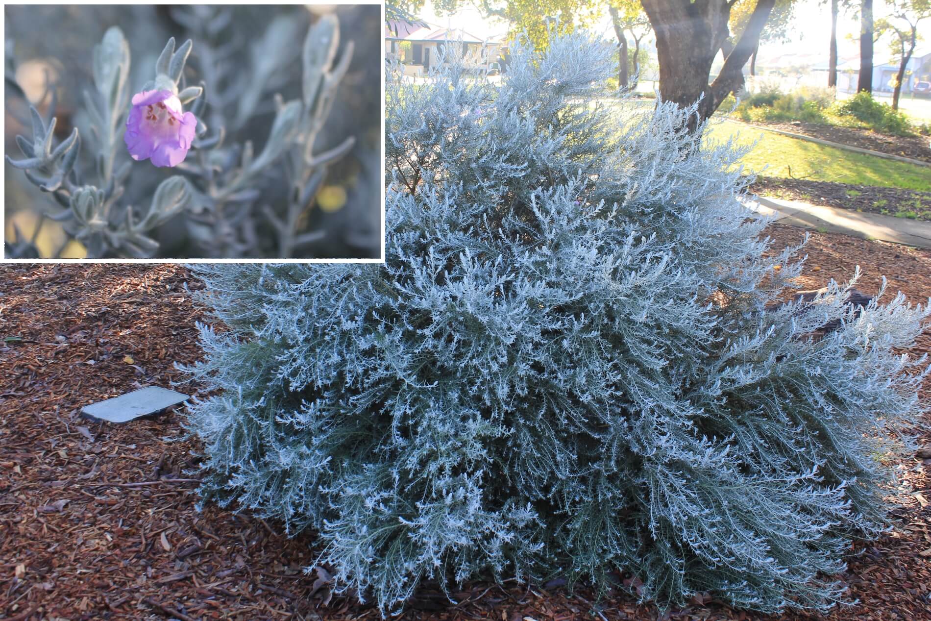 Plant known as Eremophila Nivea (Silky Eremophila )