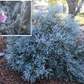 Plant known as Eremophila Nivea (Silky Eremophila )