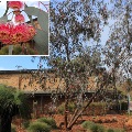 Plant known as Eucalyptus Caesia (Silver Princess)