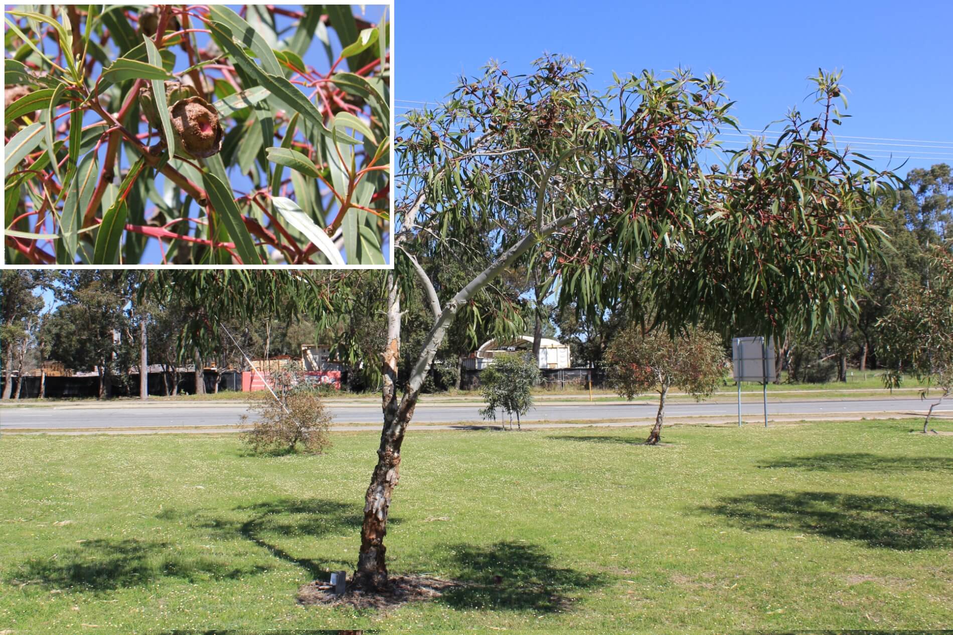 Plant known as Eucalyptus Erythrocorys (Red Capped Gum)