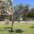 Plant known as Eucalyptus Erythrocorys (Red Capped Gum)