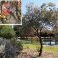 Eucalyptus Torquata (Coral Gum)