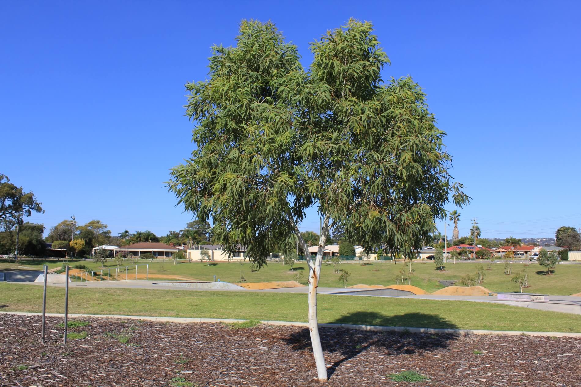 Plant known as Eucalyptus Vitrix (Little Ghost Gum)