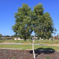 Plant known as Eucalyptus Vitrix (Little Ghost Gum)