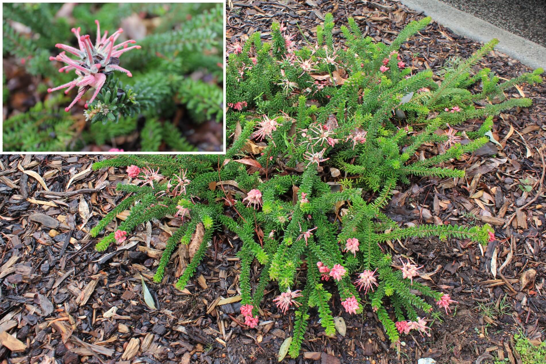 Plant known as Grevillea Lanigera (Mount Tamboritha)