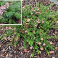 Plant known as Grevillea Lanigera (Mount Tamboritha)