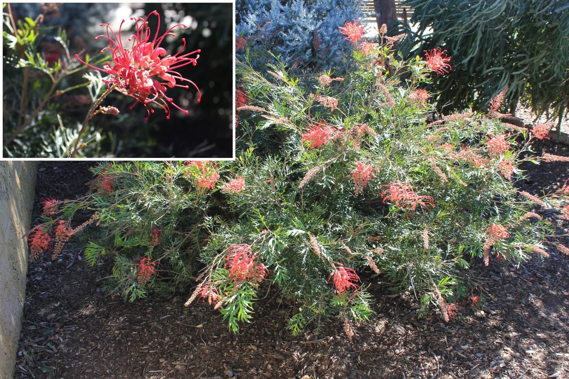 Plant known as Grevillea x hybrid (Robyn Gordon)